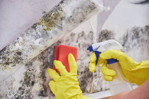 Professional Mold Removal Services in Wheeling, IL